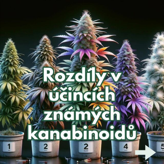 🌿👉 Pokud tě téma kanabinoidů zajímá, zvaž prosím sdílení tohoto příspěvku, a nezapomeň nás označit!

🌿👉 Pokud jsi prodejce, neváhej se nám ozvat! Společně můžeme změny prosadit účinněji!

🌿👉 Do komentářů nám napiš, jaké kanabinoidy máme probrat příště.
. 
.
.
#harmreduction #pozor #osveta #legal #medical #racionalnipolitika #politika #soud #vlada #🌿 #abk #svobodavolby #news #czech #regulace #info